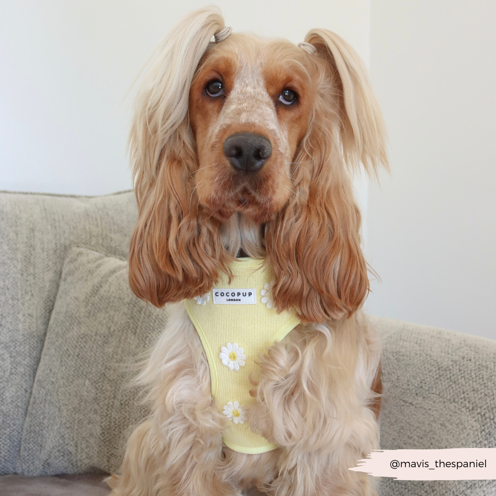 Harnais de cou réglable Buttercup Pup : L