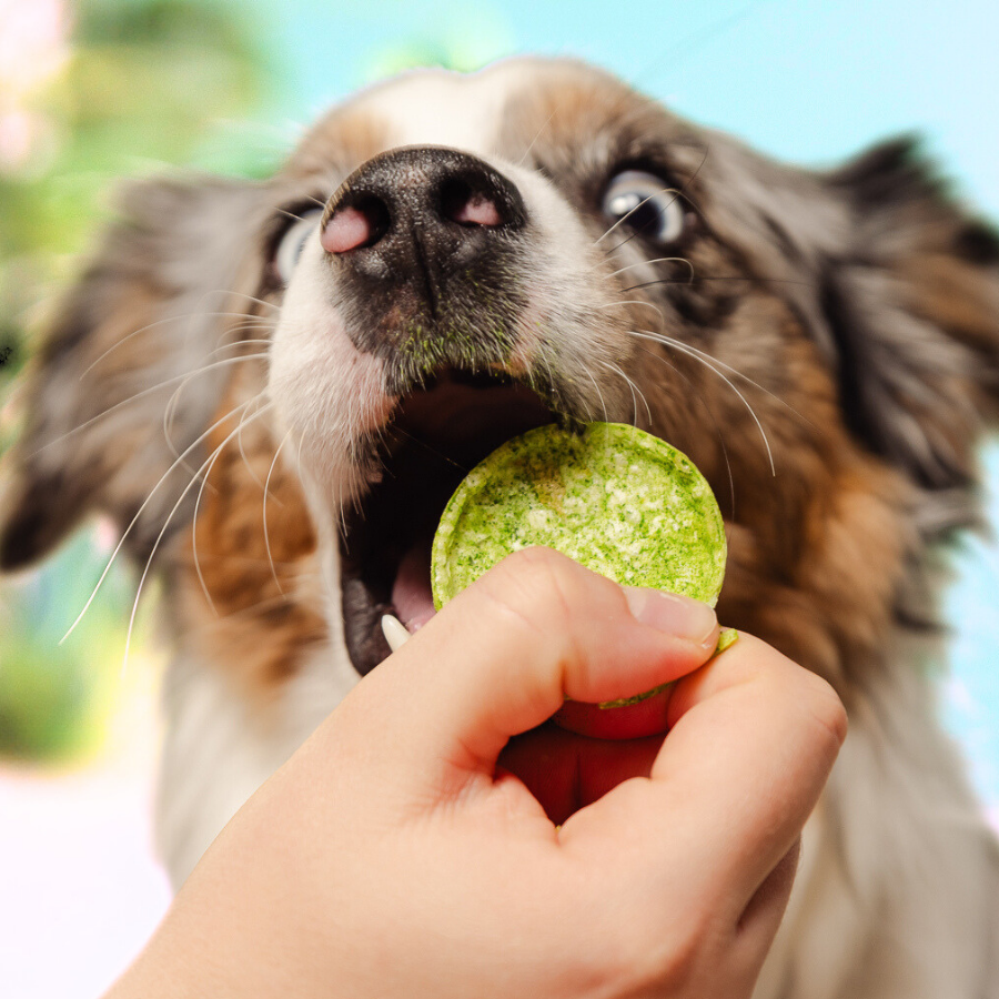 Dog Pops crujientes con aceite de salmón y algas