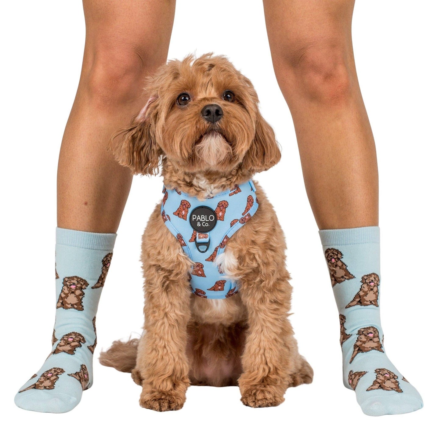 Chaussettes Dog Race: Bouledogue français