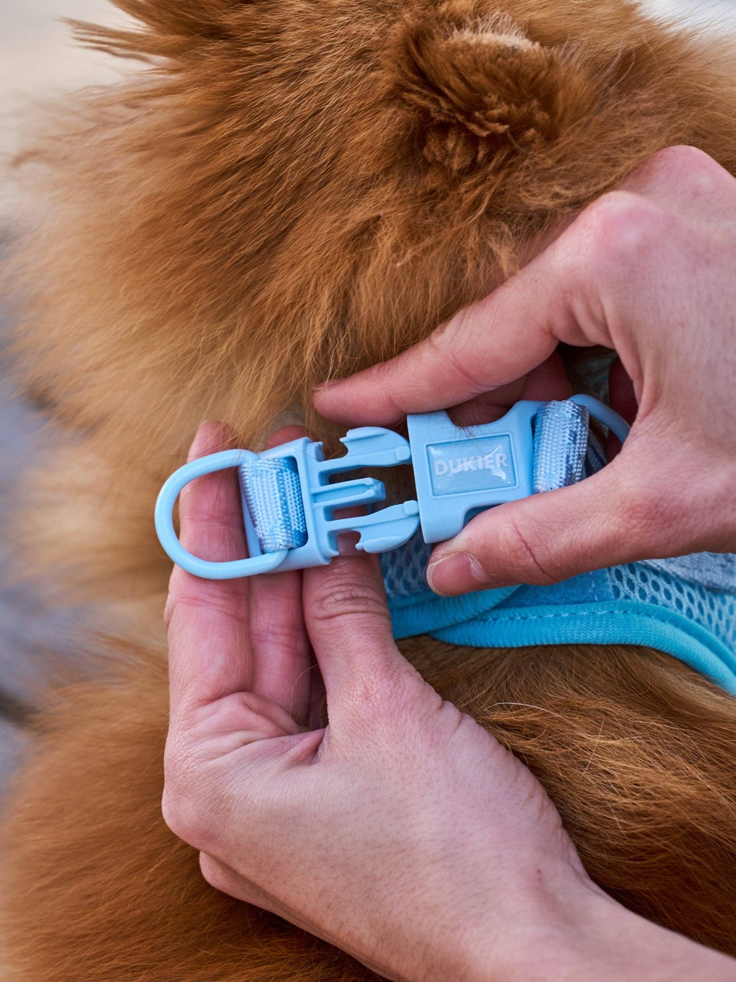 HARNAIS BODY CHIEN SOFT BLUE: XS