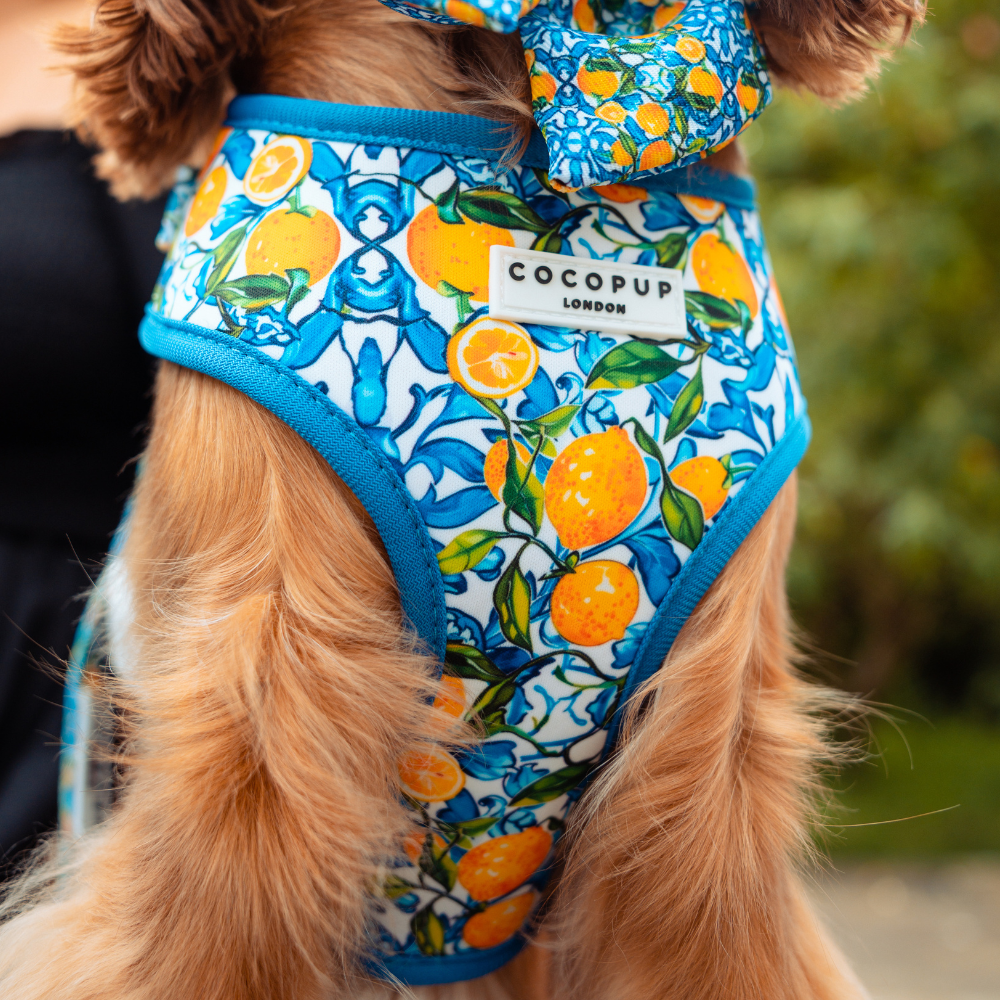 Arnés ajustable para perro con cuello estilo limón Amalfi: S
