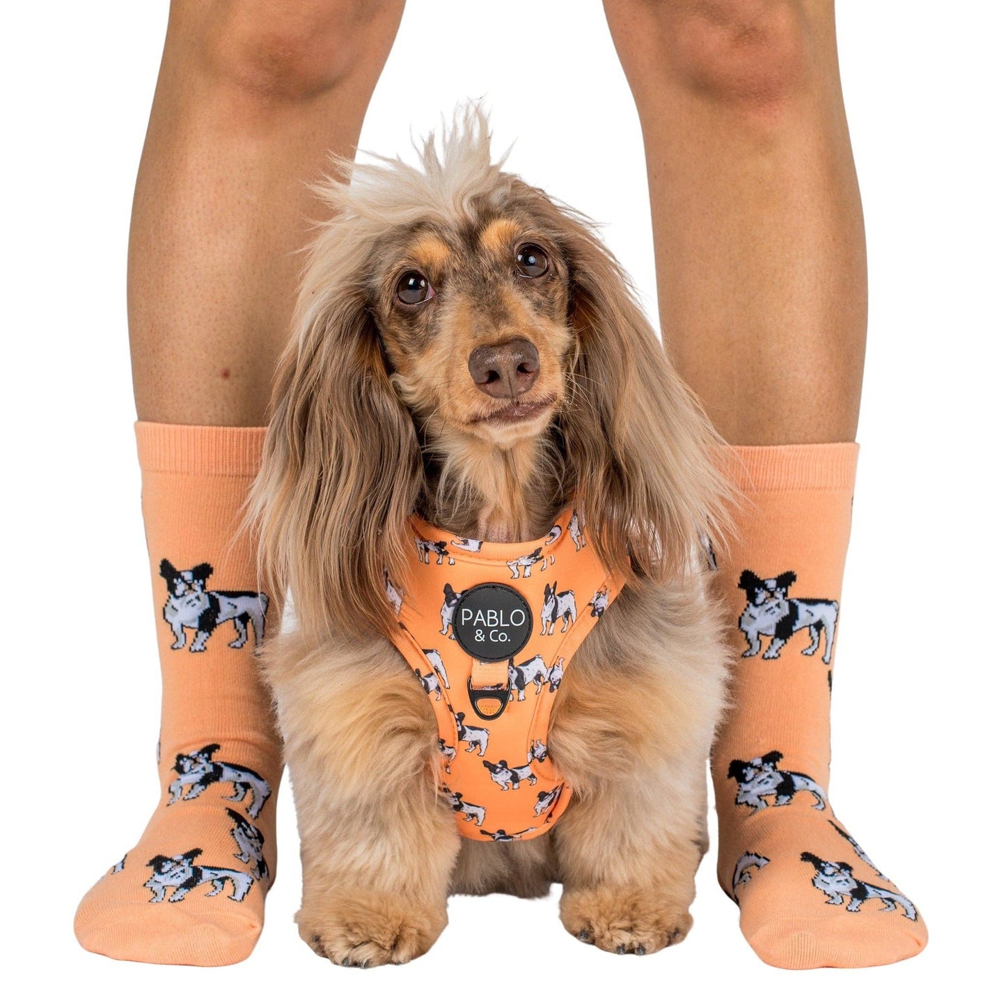 Chaussettes Dog Race: Chihuahua