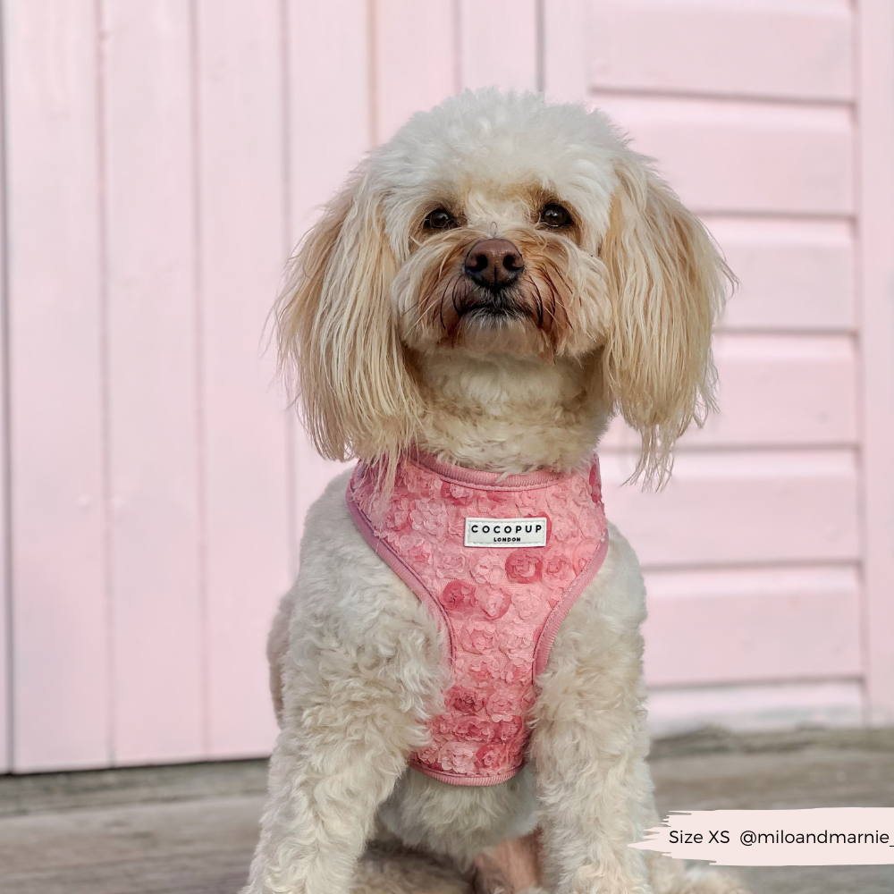 Arnés de cuello ajustable Peony Pup: M