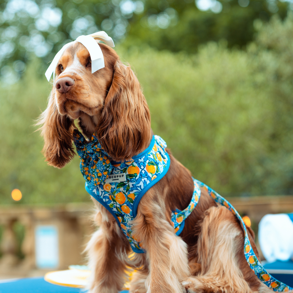Arnés ajustable para perro con cuello estilo limón Amalfi: L