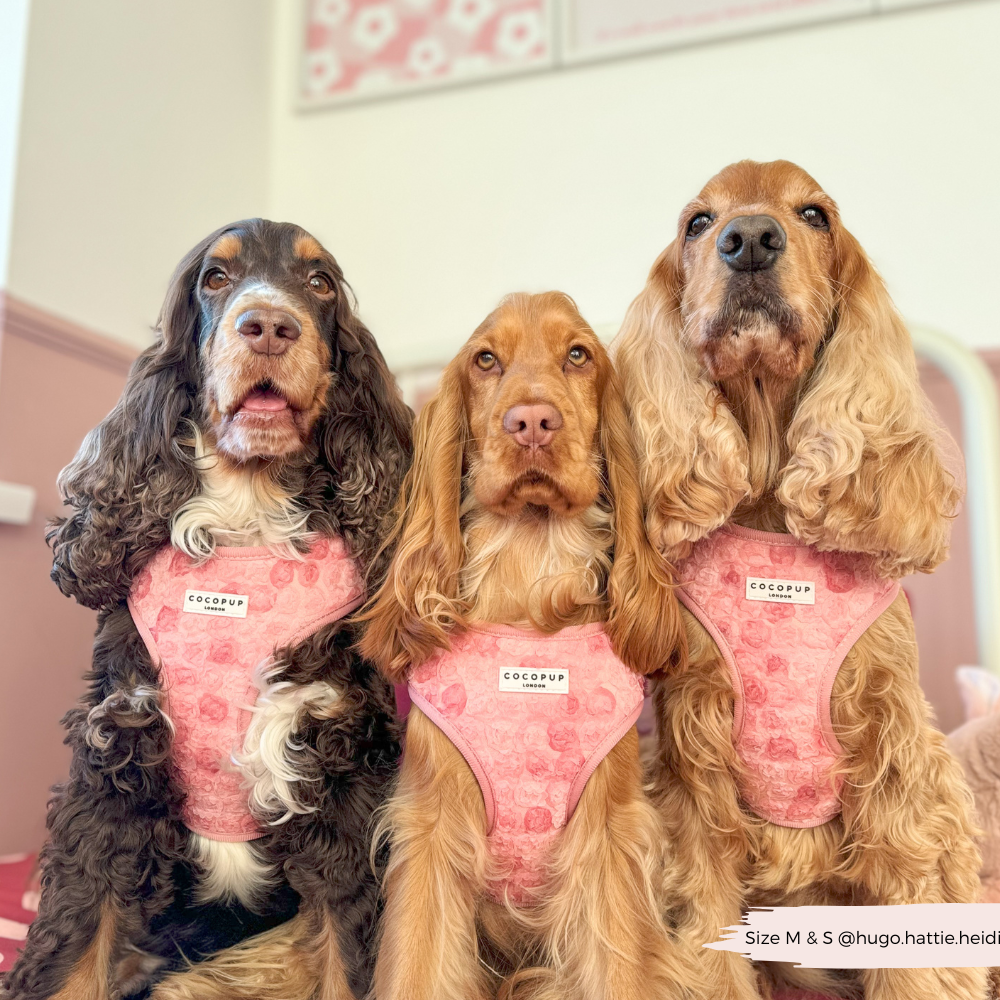 Arnés de cuello ajustable Peony Pup: M